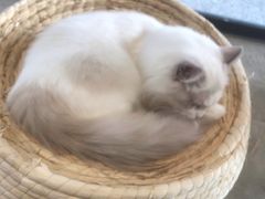 -瞄一喵猫咖(格力海岸店)