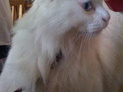 -Babycat私家御饼屋(龙头路一店)