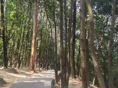 -火炉山森林公园