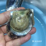 珍珠开蚌— 去年有一段时间时间，疯狂迷恋开蚌取珍珠