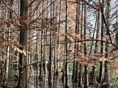 -桤木河湿地公园