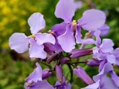 -古柏渡飞黄旅游区