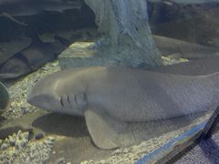 -太平洋海底世界