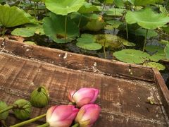 iphone_upload_pic-微山湖红荷湿地景区