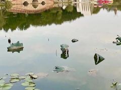 -大塘金香草谷