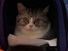 -纳吉亚猫专科动物医院博雅分院