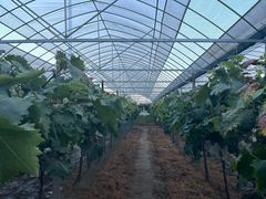 -马陆小张葡萄园农家乐