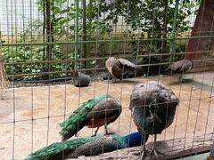 -瑞丽独树成林风景区