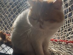 -喵屿·大理花园猫咖