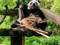 -广州长隆野生动物世界