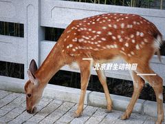-北京野生动物园