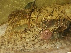 android_upload_pic-珍宝轩海鲜火锅(碧湖大厦店)