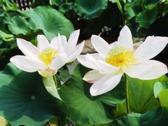 -莲花池公园