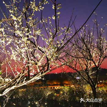 得见夜梅北方可踏雪赏梅，广州可摸黑赏梅，佩服了wor