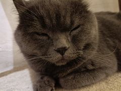 -猫友咖啡店(玉林西路店)