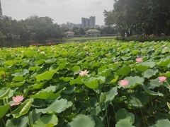 -荔湾湖公园