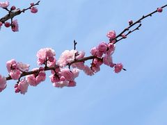 -南京古林公园