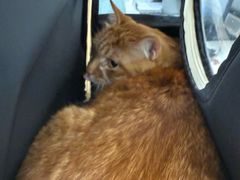 -中农大我爱我爱动物医院·核磁CT·猫病·24小时夜诊中心(石佛营店)