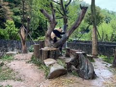 -都江堰中华大熊猫苑