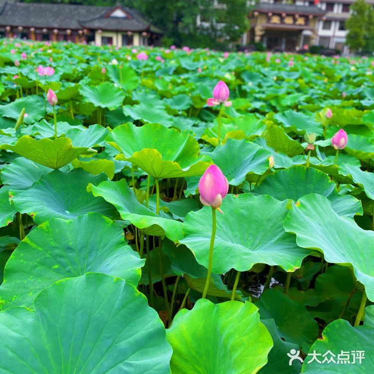 乐山拍照圣地｜荷花味的夏天☀️