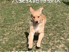 -乌兰布统草原