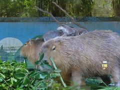 -广州长隆野生动物世界