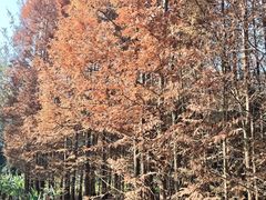 -桤木河湿地公园