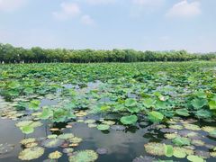 -荷塘月色湿地公园·向阳花洲