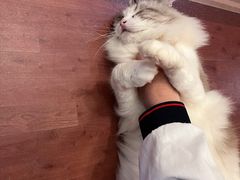 -MOCHA明星猫咖(田子坊店)