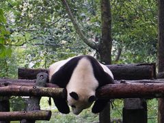 -都江堰中华大熊猫苑