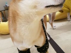 -逗柴咖啡屋·狗咖猫咖宠物桌游