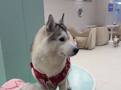 -怪兽屋·羊驼·猫咖·狗咖(俊华广场店)