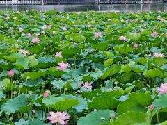 -荔湾湖公园