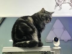 -平行世界·猫咖(首经贸店)