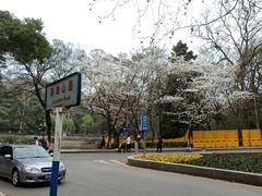 -武汉大学-樱园