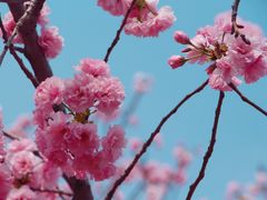 -天适樱花悠乐园