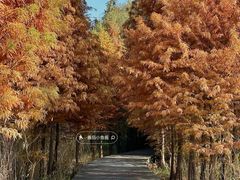 -溱湖国家湿地公园