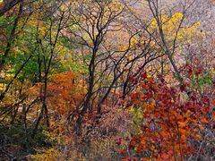 -大连天门山国家森林公园