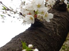 -嘉定紫藤园
