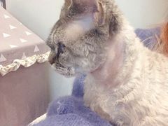 -momokira米努特·德文卷毛猫·棉花面纱犬