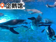 -海合安武汉极地海洋公园