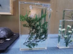 -陕西自然博物馆