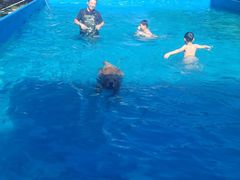 -宠物寄养训练学校