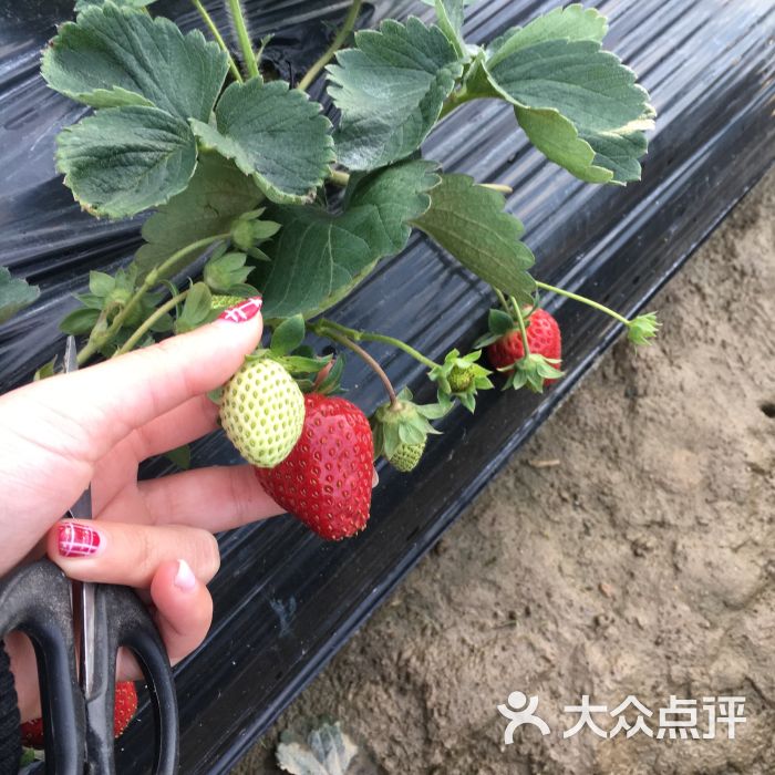 万胜围草莓园图片 