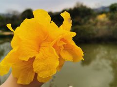 -天适樱花悠乐园