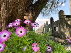 -崇圣寺三塔文化旅游区