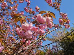 -高东镇樱花园