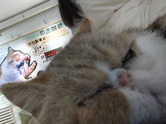 -平行世界·猫咖(首经贸店)