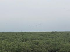 -北海金海湾红树林生态旅游区