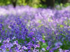 -上海滨江森林公园